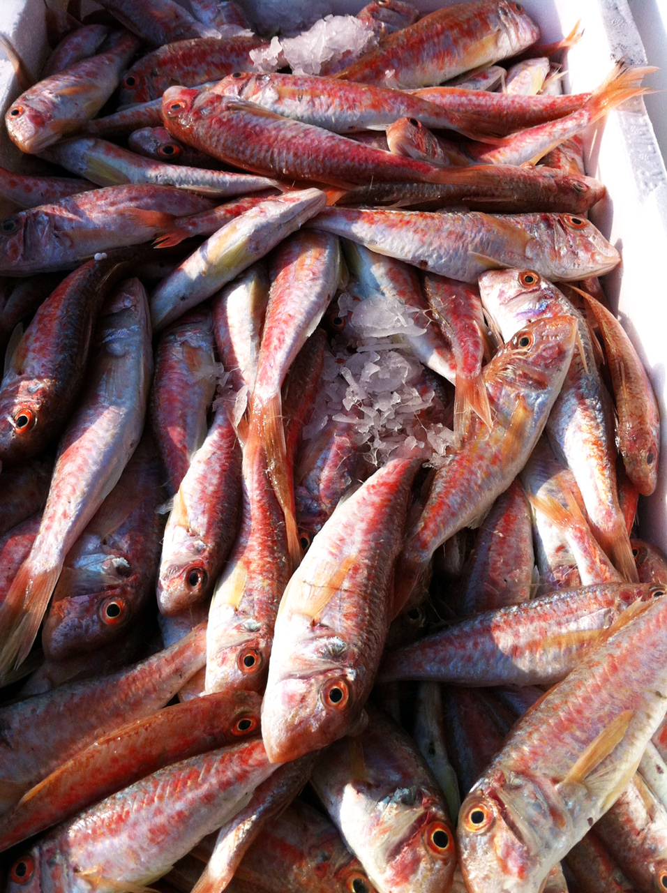 Dalle reti alla tavola. Pesce già lavorato a  bordo per rilanciare l’itticoltura viareggina