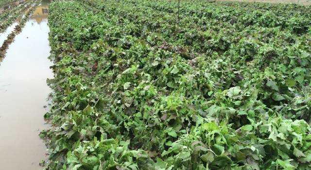 Freddo e gelo, danni alle coltivazioni di tutta la Toscana