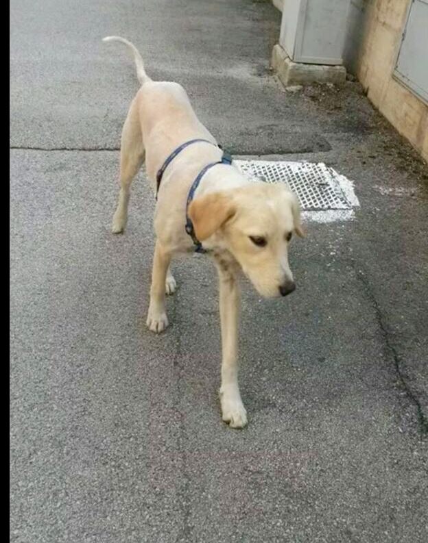 Sos animali. Simil golden retriver cerca casa