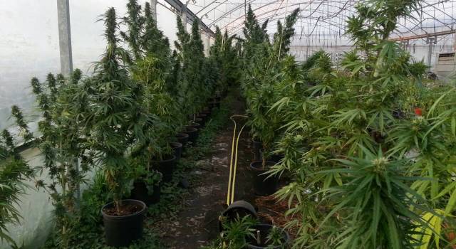 Coltiva 119 piante di marijuana in casa, arrestata viareggina