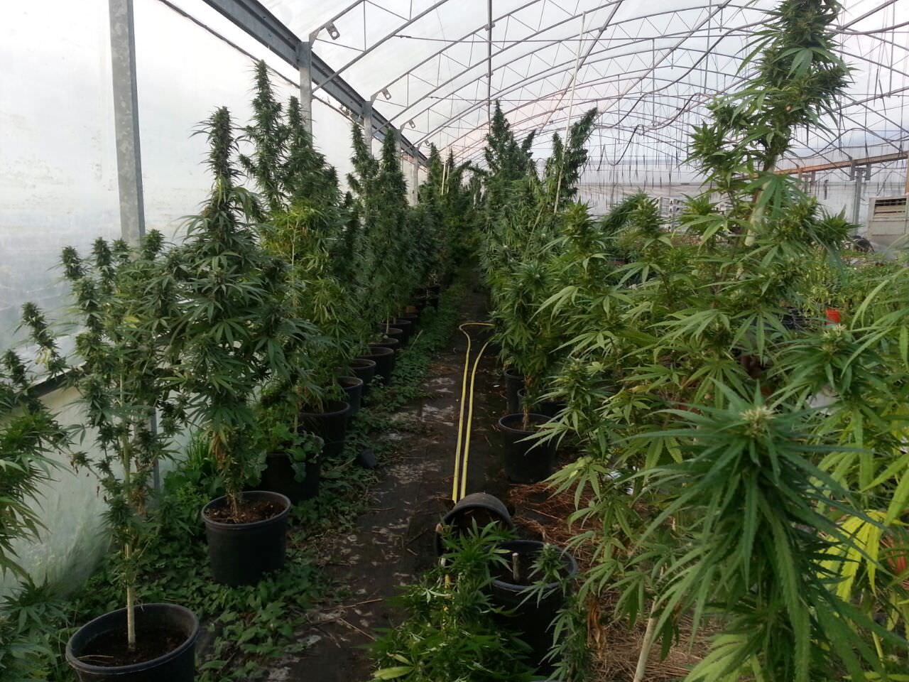 Coltiva 119 piante di marijuana in casa, arrestata viareggina
