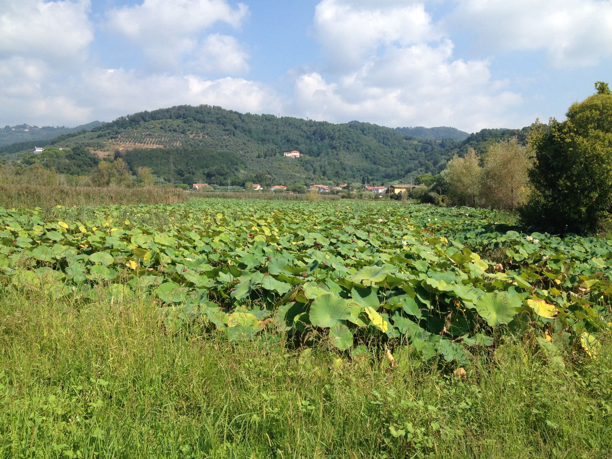 Erbe spontanee: in Toscana la prima fiera italiana