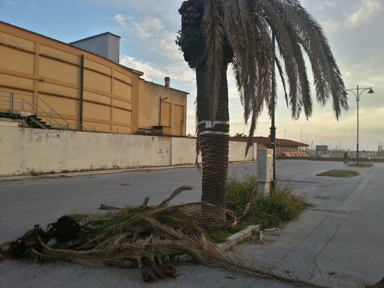 “Il sindaco si impegni per salvare le palme”