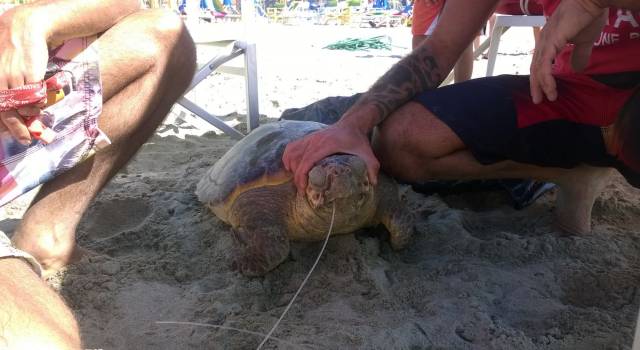 Trovata in mare una grossa tartaruga marina