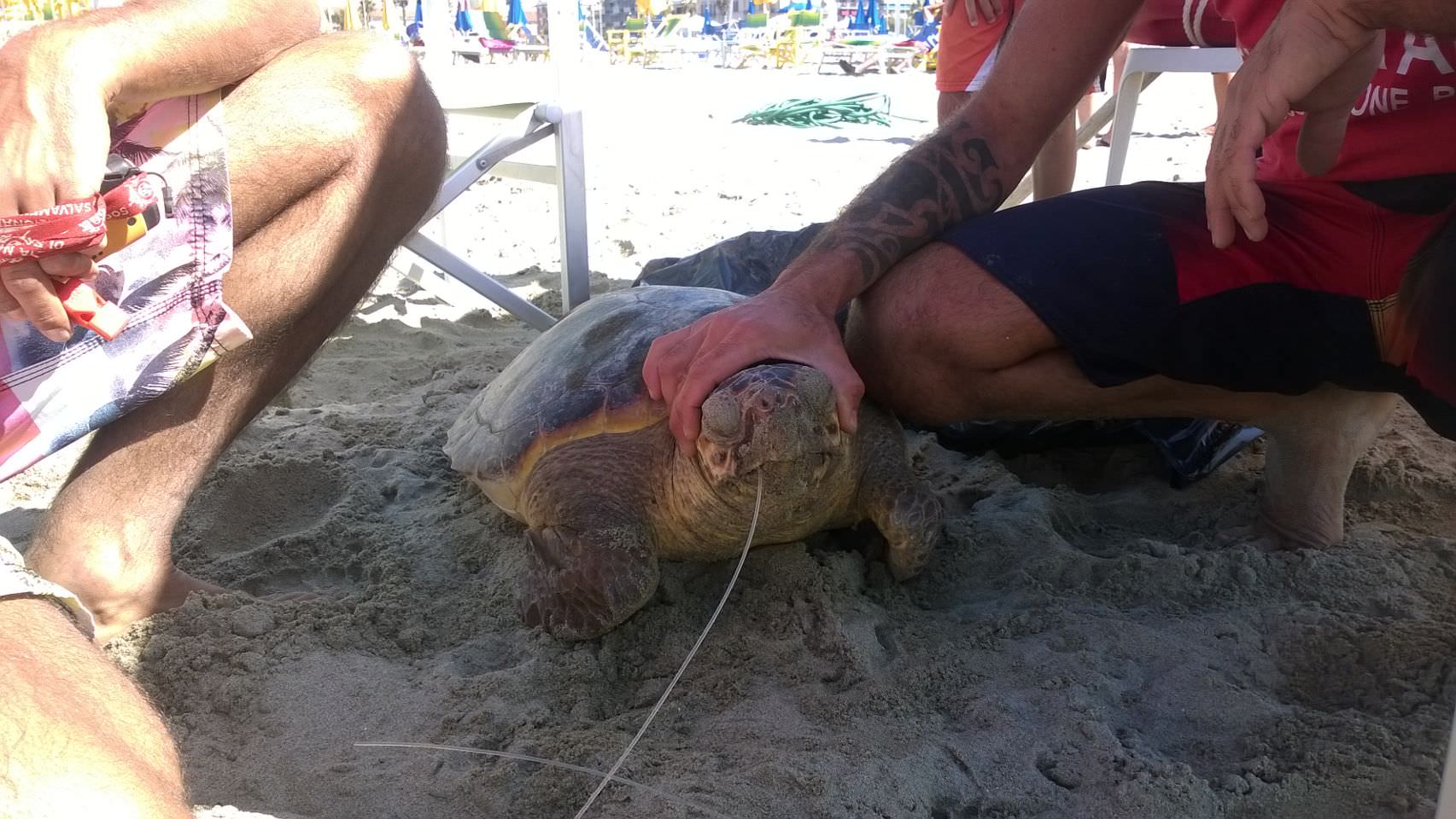 Trovata in mare una grossa tartaruga marina