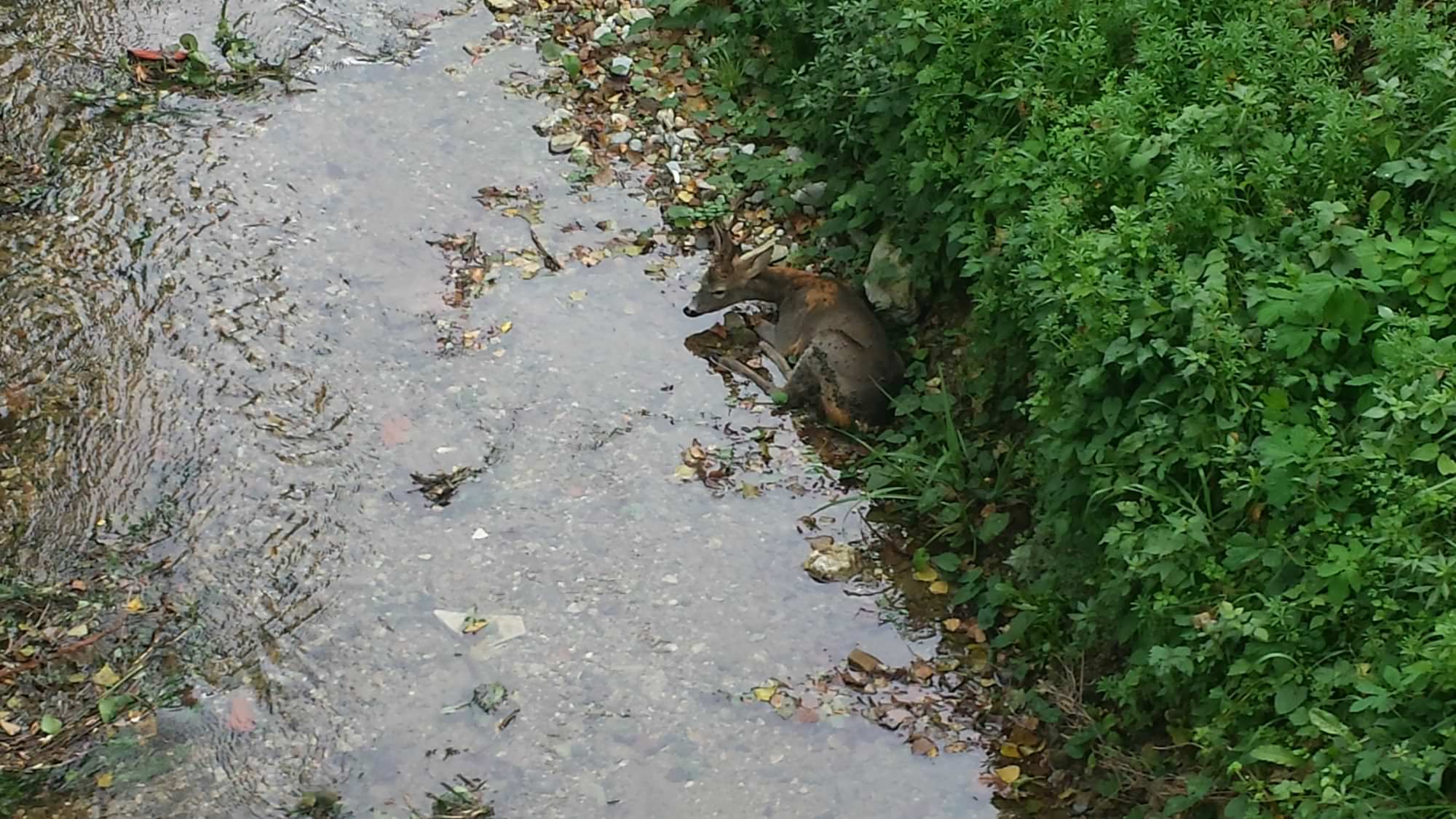 Ferito sul fondo al fiume: salvato un capriolo a Camaiore (le foto)