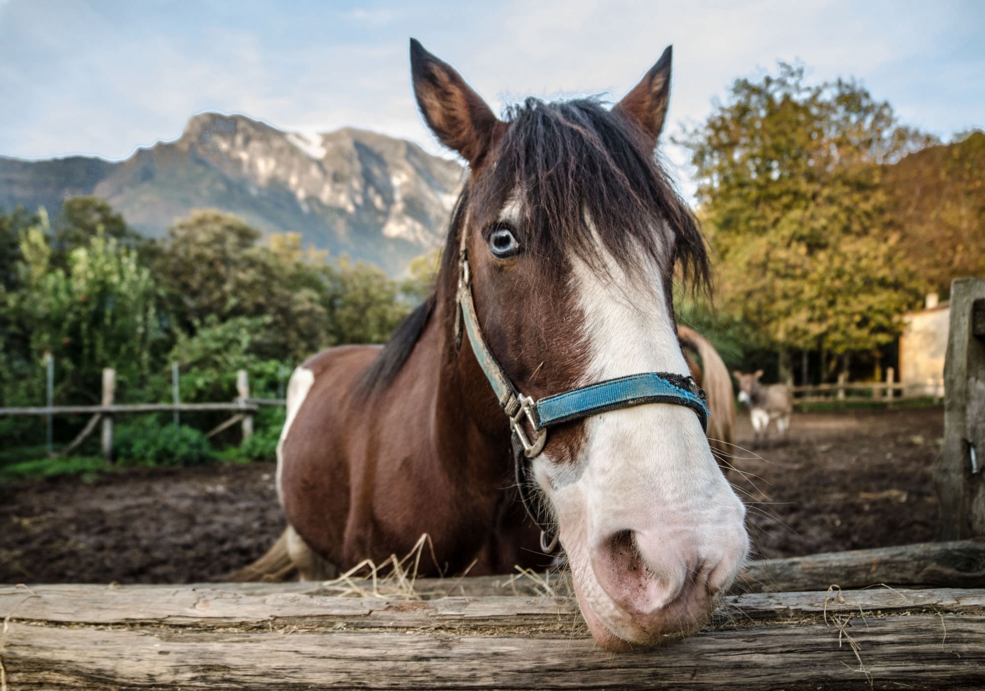 Concluso il progetto “A scuola di cavallo”