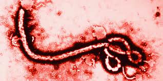 Ebola: così la Toscana si prepara per far fronte a eventuali casi sospetti