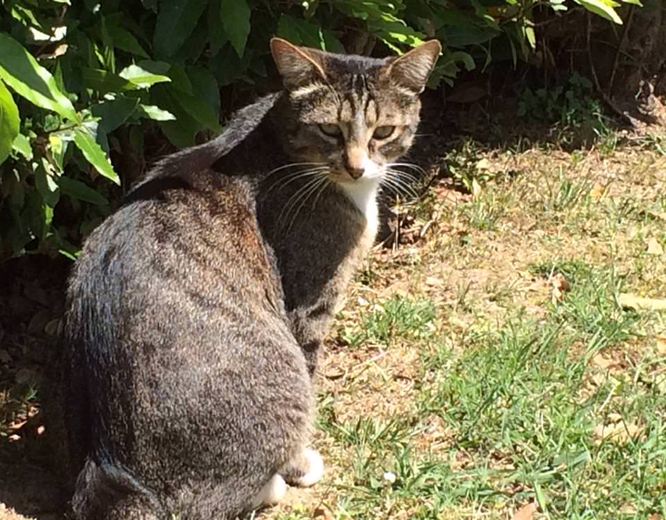 Sos animali, è scomparso un gatto da Pietrasanta