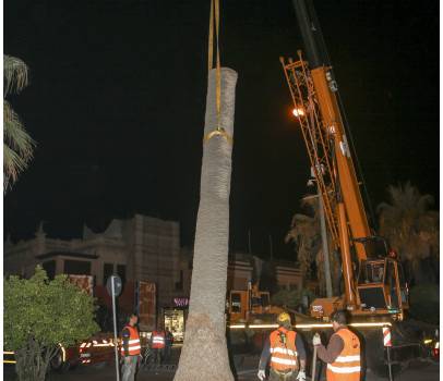 Tagliata una delle palme più antiche della Passeggiata (le foto)