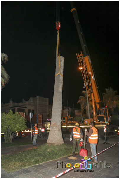 Tagliata una delle palme più antiche della Passeggiata (le foto)