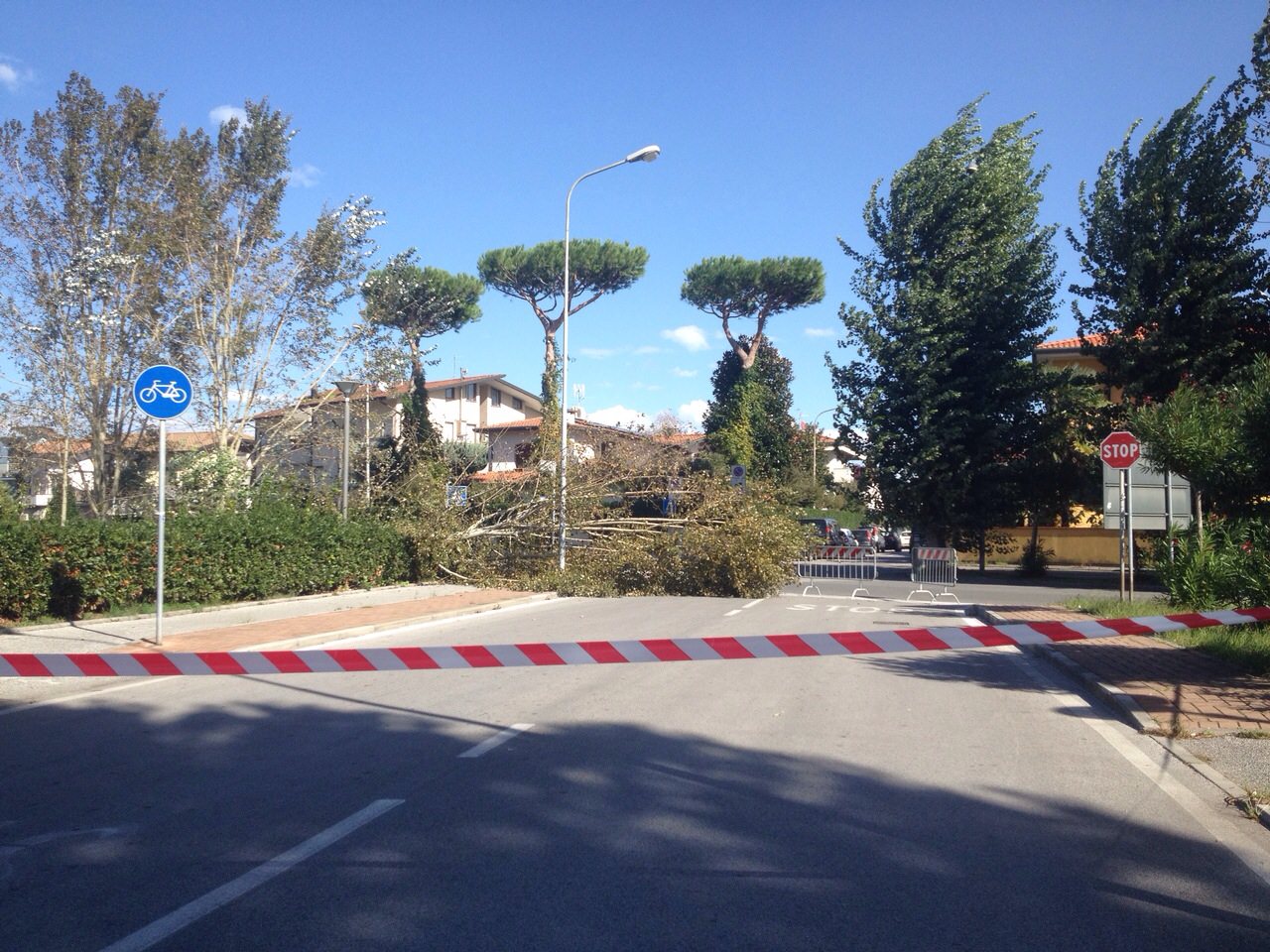 Vento forte: alberi caduti in mezzo alla strada a Viareggio e Forte dei Marmi