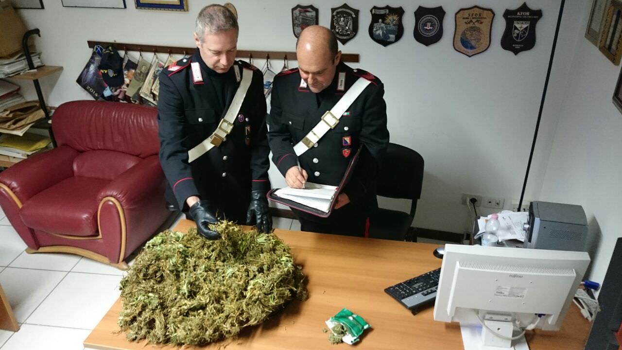 Coltiva marijuana in casa: sequestrati 1,7 chili di piante