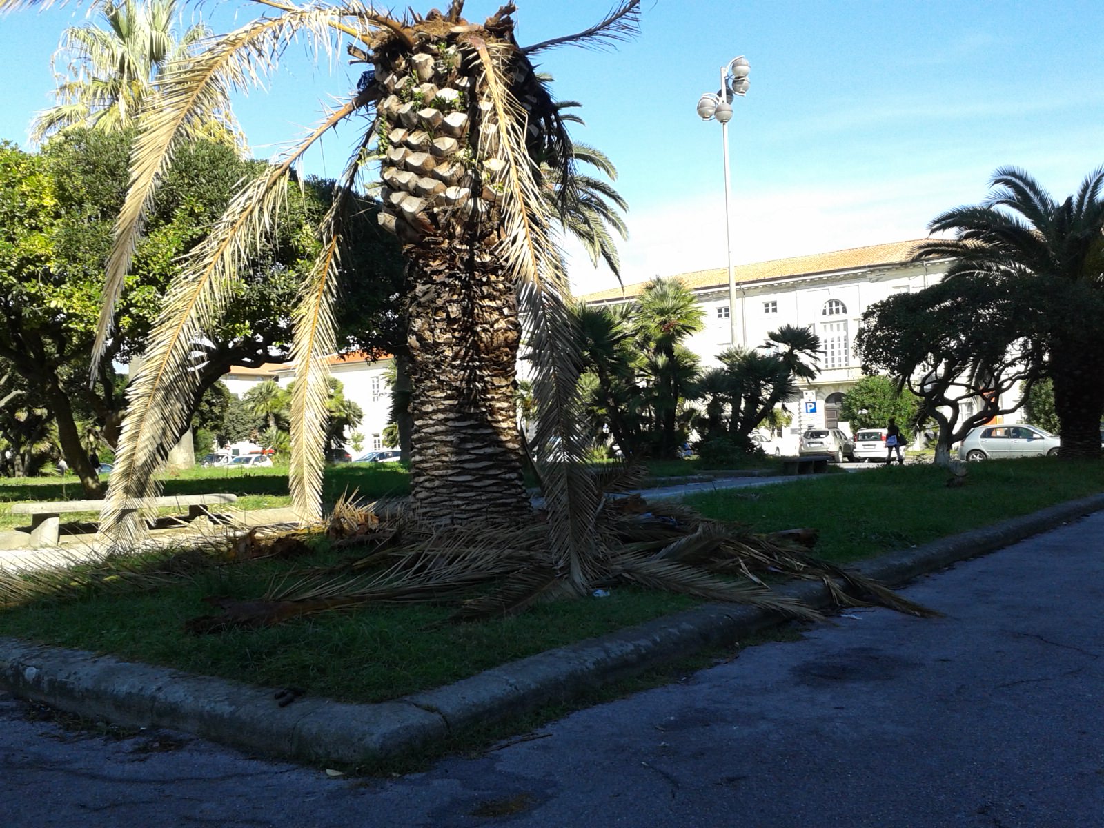 Palme malate in Piazza Mazzini. Un’immagine “decadente” del salotto buono viareggino