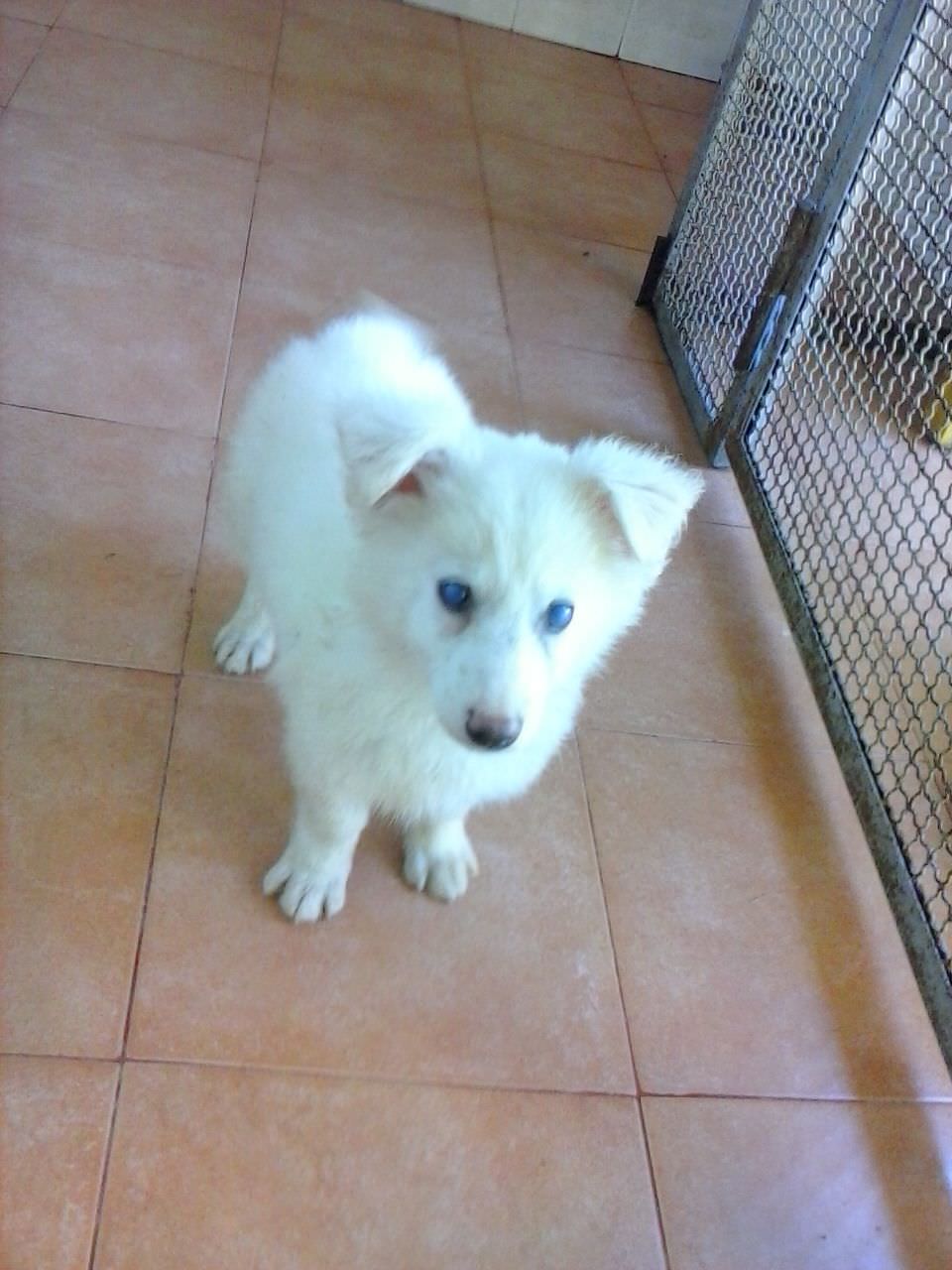 Sos animali. Cuccioli simil volpino cercano casa