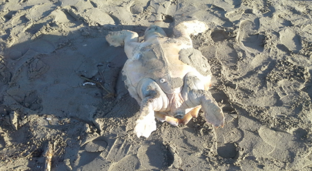 Tartaruga marina trovata morta in spiaggia