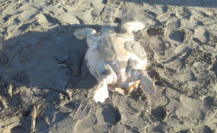 Tartaruga marina trovata morta in spiaggia