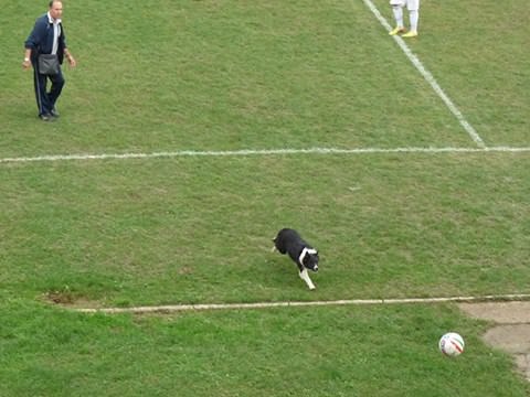 L’invasione che non ti aspetti: un cane entra in campo durante Urbino Taccola-Viareggio