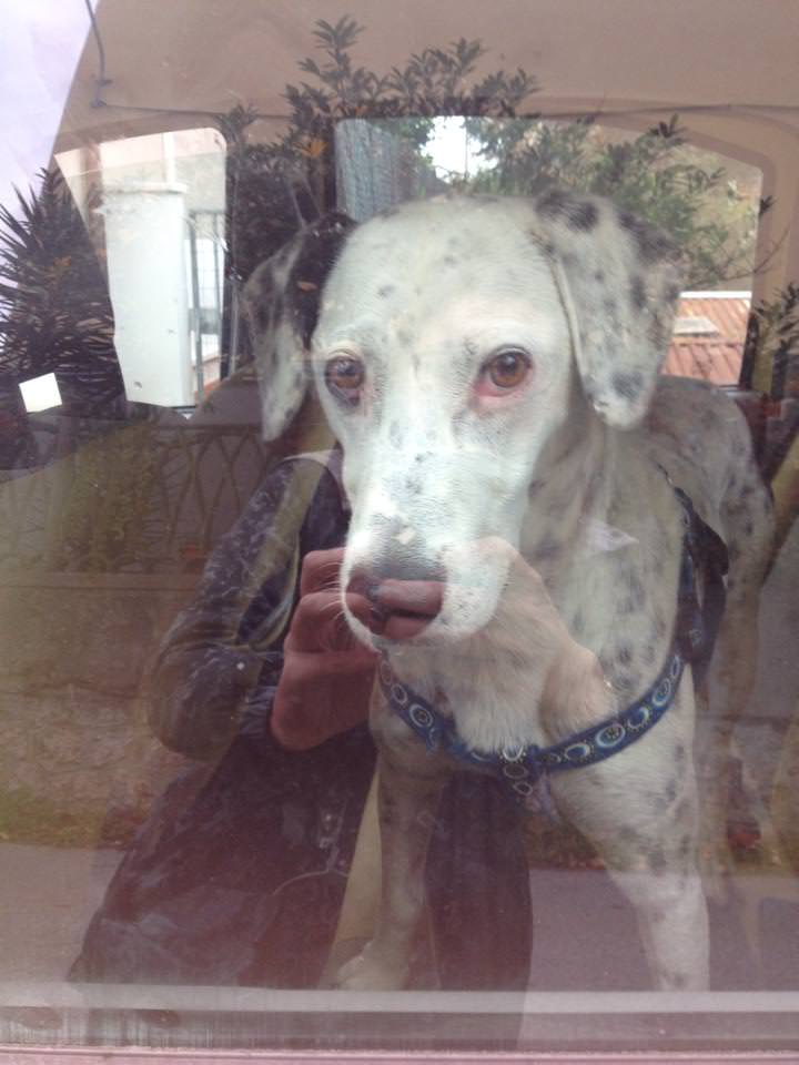 Cane riconsegnato ai padroni grazie a Facebook