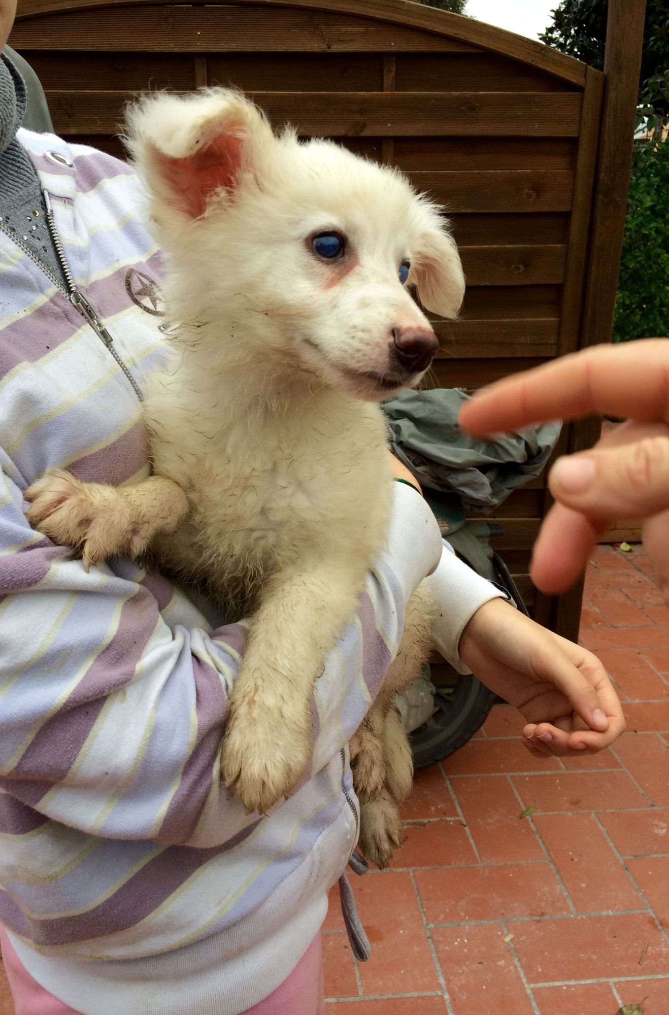 Due cuccioli cercano affetto e coccole