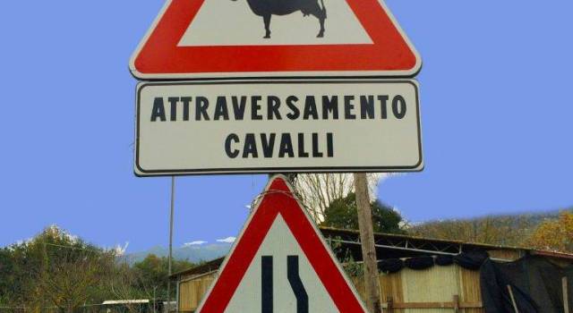 Attenti ai cavalli&#8230; o alle mucche? Scoppia l&#8217;ironia per un cartello stradale