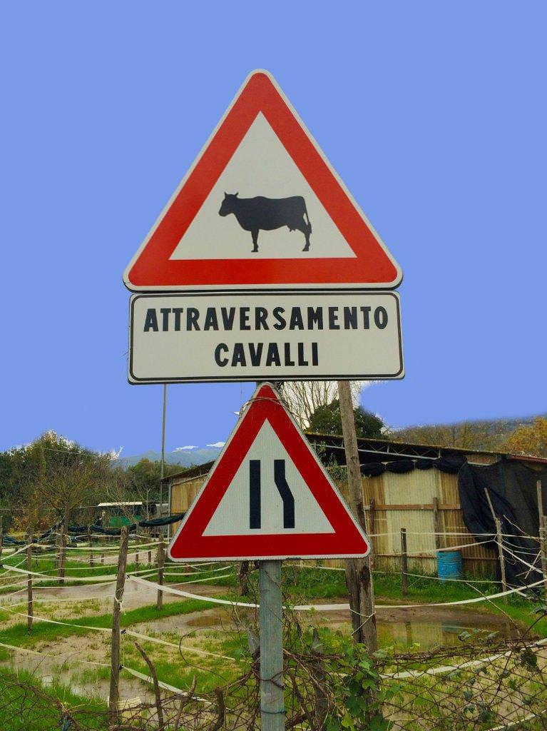 Attenti ai cavalli… o alle mucche? Scoppia l’ironia per un cartello stradale