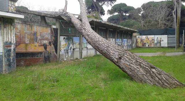 Gradinate ripulite per Viareggio-Piombino. Ma c&#8217;è un pino appoggiato all&#8217;ingresso