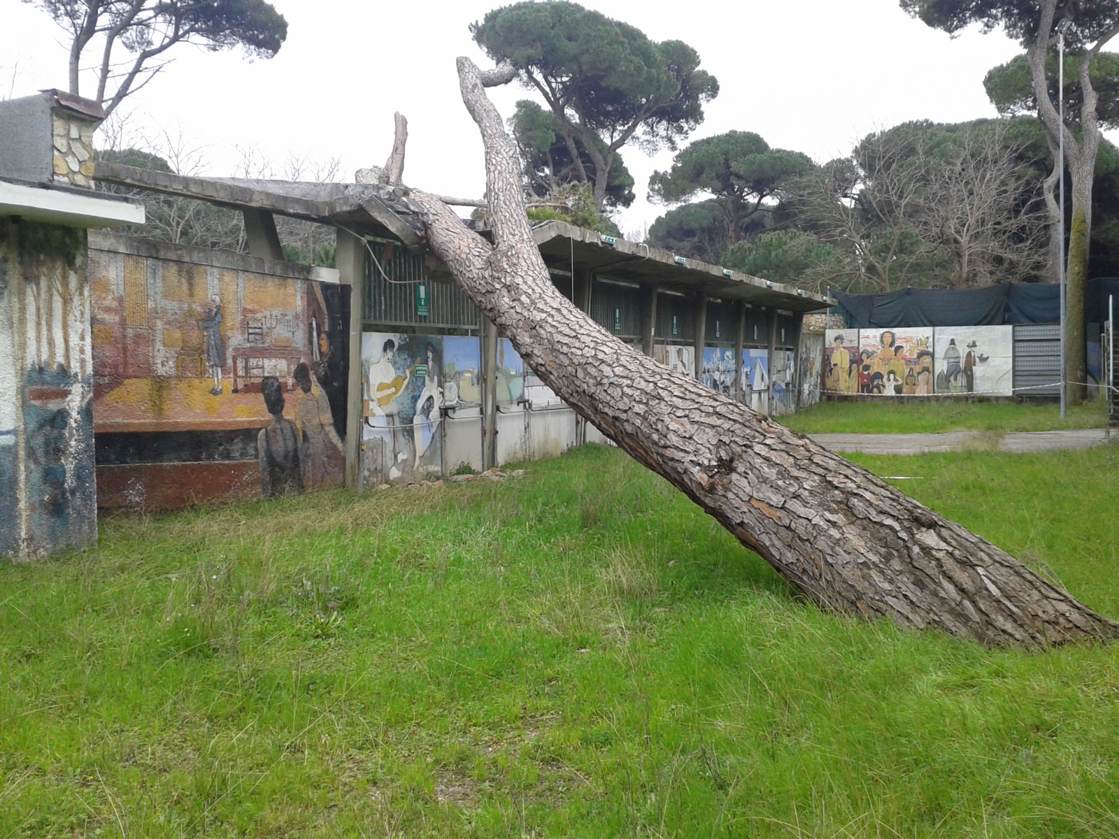 Gradinate ripulite per Viareggio-Piombino. Ma c’è un pino appoggiato all’ingresso