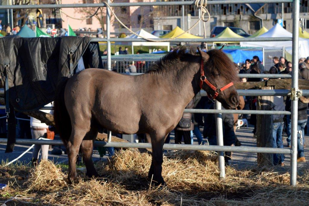 Partita la macchina organizzativa della Fiera di San Biagio e della mostra agro-zootecnica