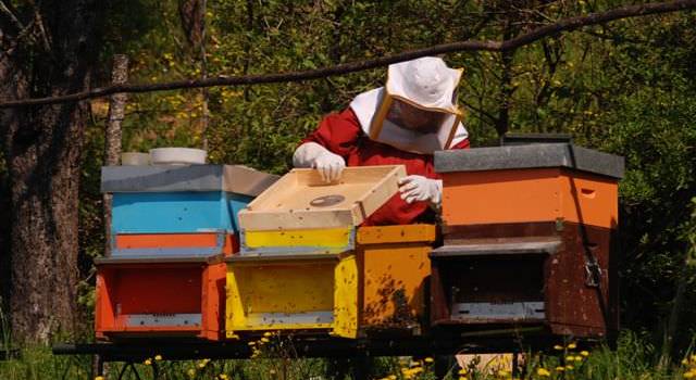 Riprende la produzione di miele