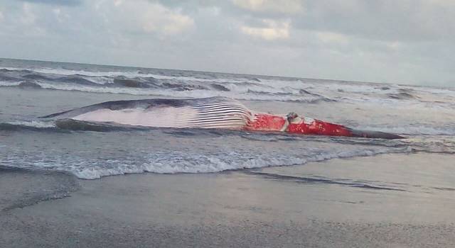 Carcassa di balena a Lido, nel 2014 spiaggiati in Toscana quasi 20 cetacei