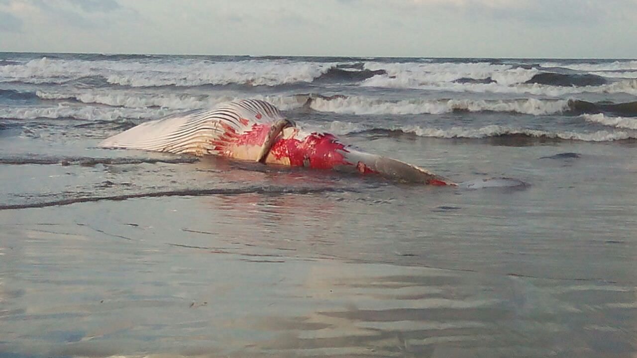 Balene, pistrici, tonni, delfini, orche e gli altri “mostri” del mare. A Spasso con Galatea