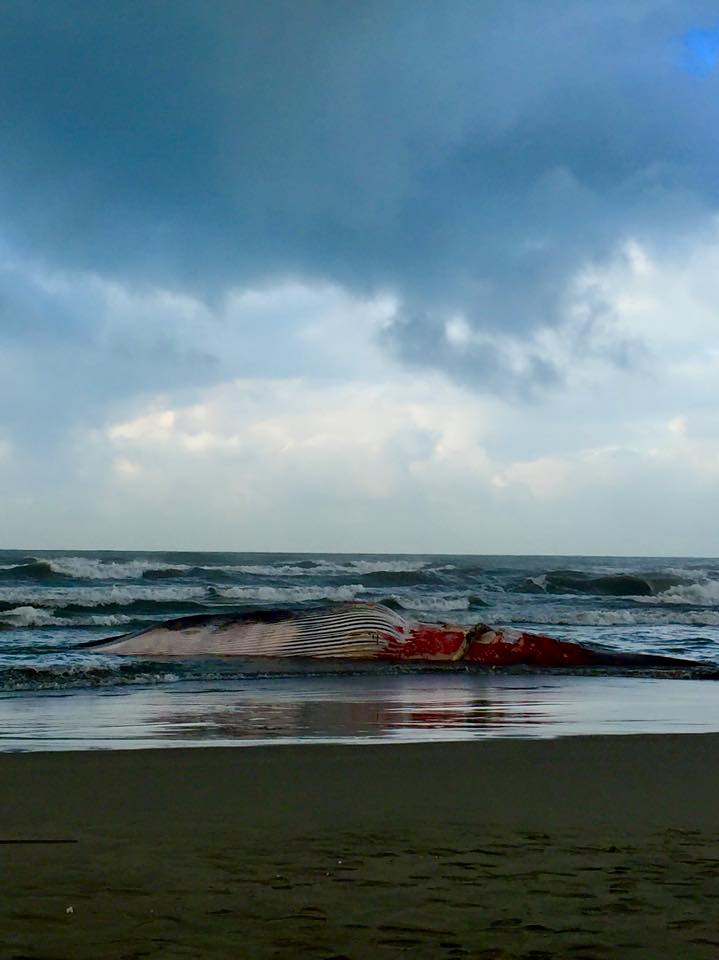 Balenottera spiaggiata a Lido di Camaiore