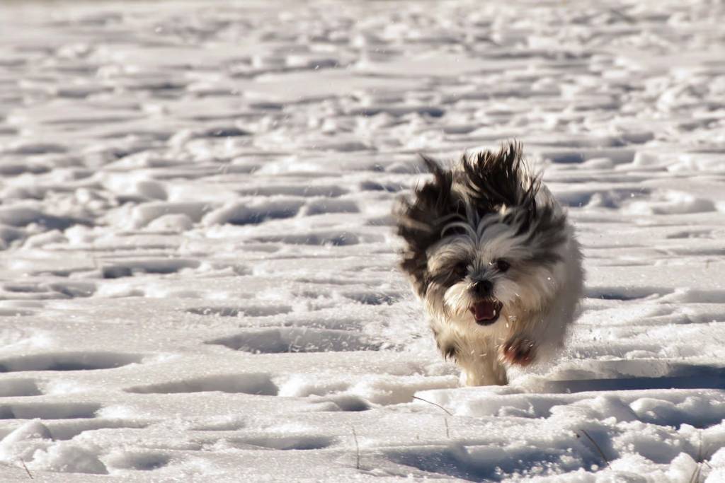cane, neve