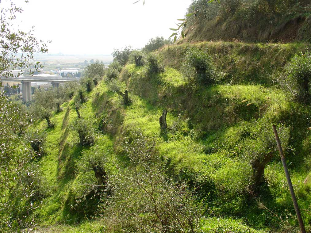 Agricoltura, poco olio ma buono