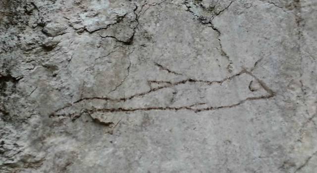 Altre due incisioni rupestri scoperte a Camaiore