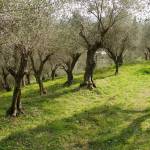 Oliveto olivo