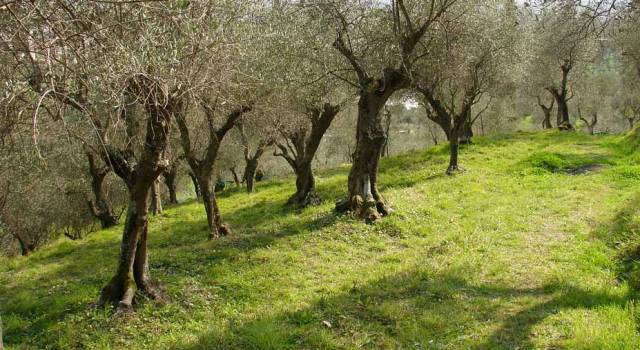 Olio: difendere le olive dalla terribile mosca olearia, un seminario a Viareggio