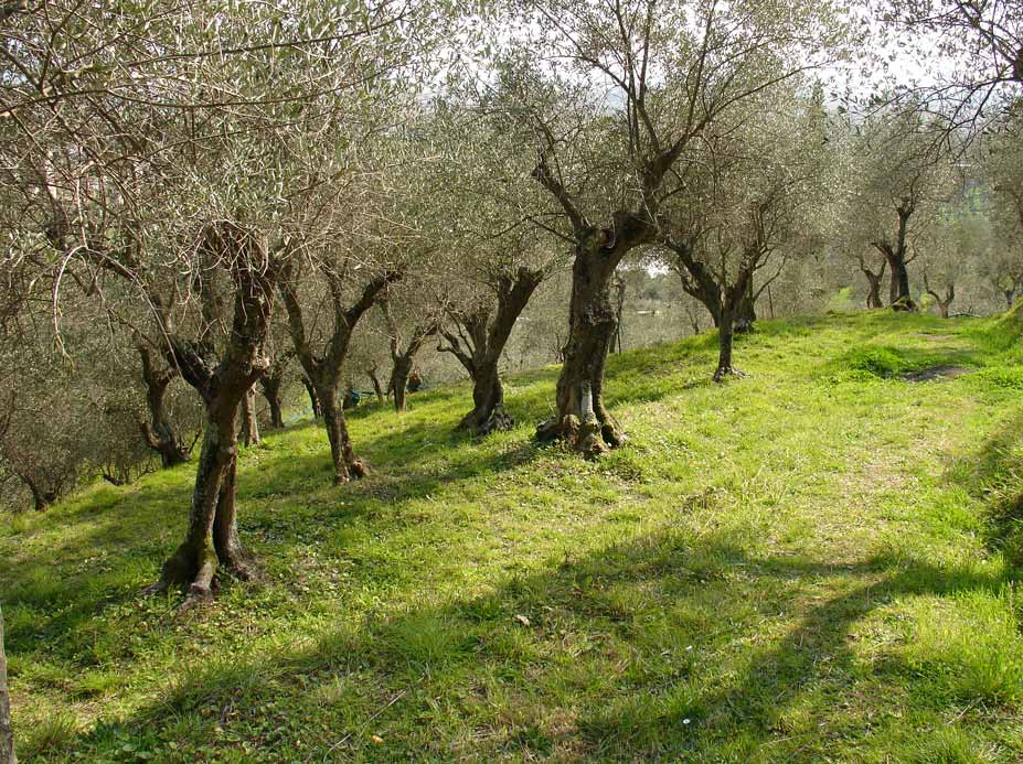 Oliveto olivo