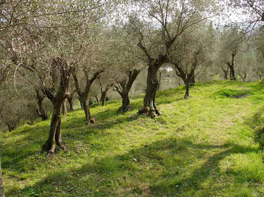 Olio: difendere le olive dalla terribile mosca olearia, un seminario a Viareggio