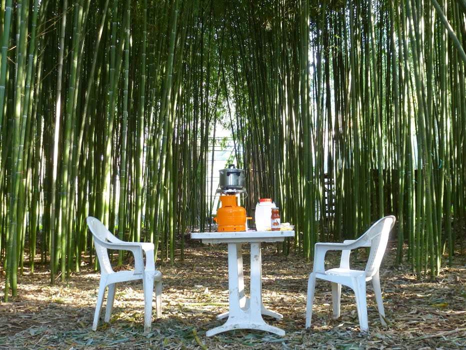 Le mille proprietà del bambù in un’idea made in Versilia. Ecco “Bambuseto”