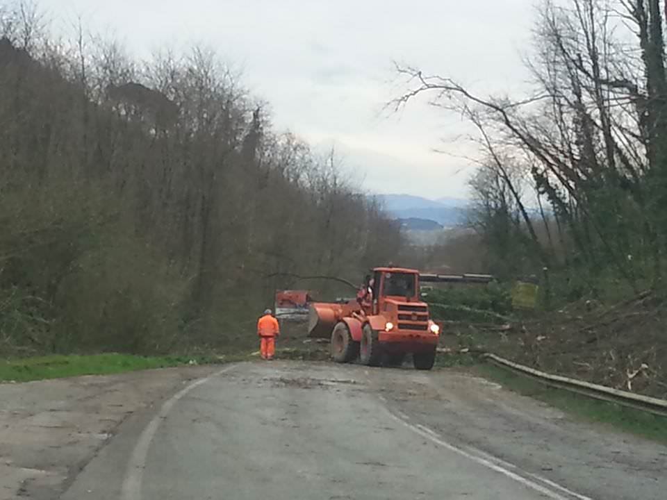 Il vento forte abbatte centinaia di alberi. Strade bloccate e scuole chiuse