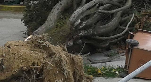 Maltempo in Versilia, caduto cipresso davanti al cimitero di Viareggio