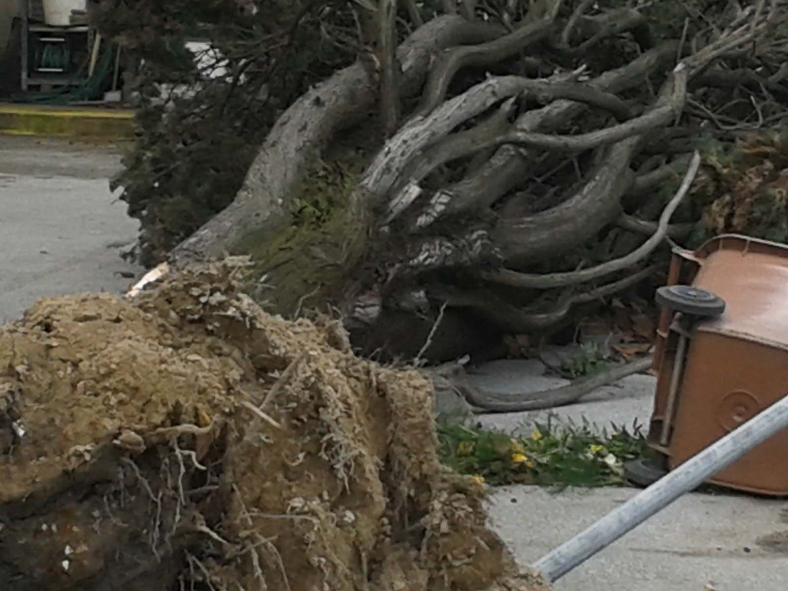 Maltempo in Versilia, caduto cipresso davanti al cimitero di Viareggio