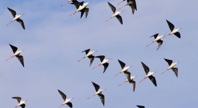 Birdwatching all&#8217;Oasi Lipu, ecco tutti gli appuntamenti di aprile