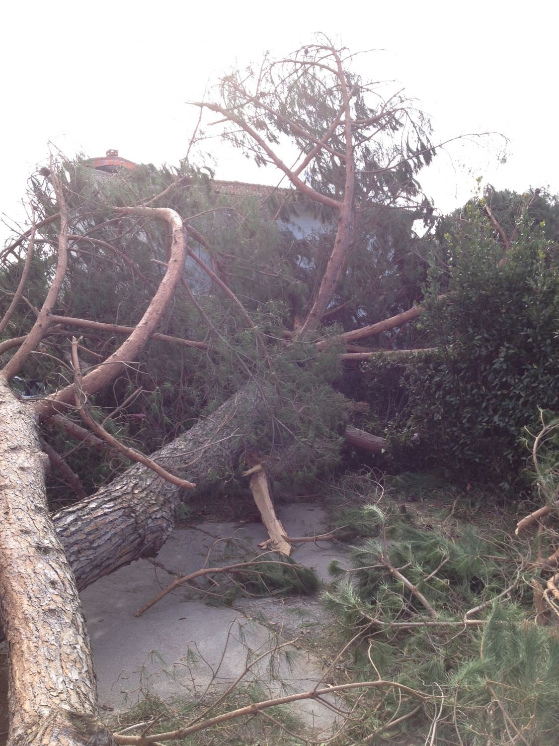 Tempesta di vento del 5 marzo, bando da 15 milioni per le foreste