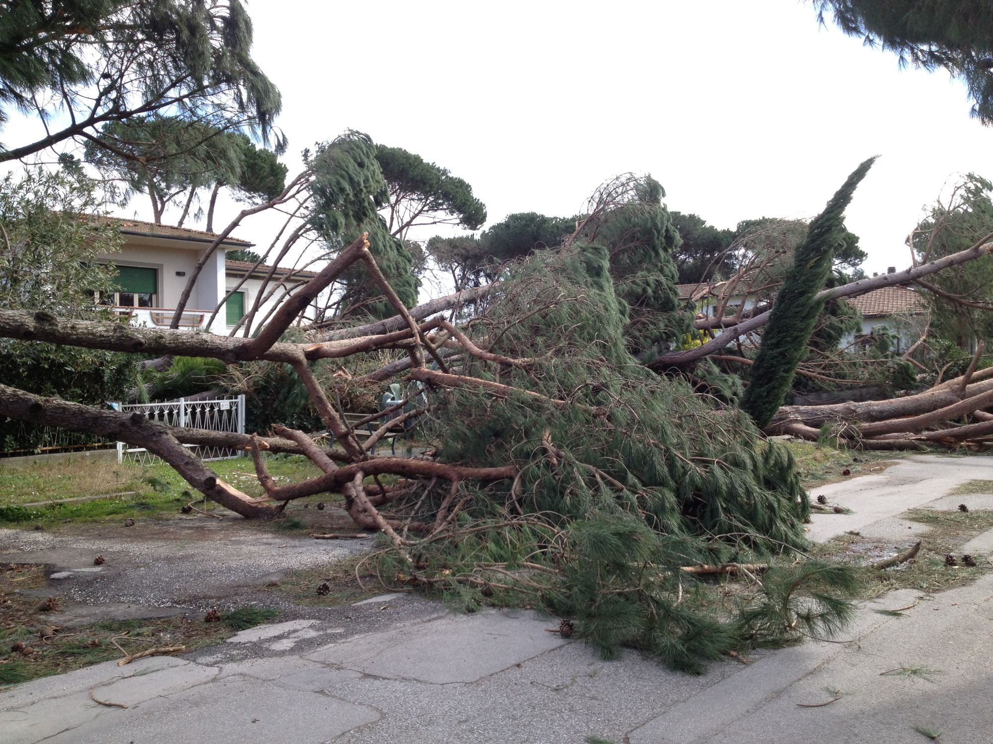 A Pietrasanta rimossi 750 alberi. Ecco le strade libere