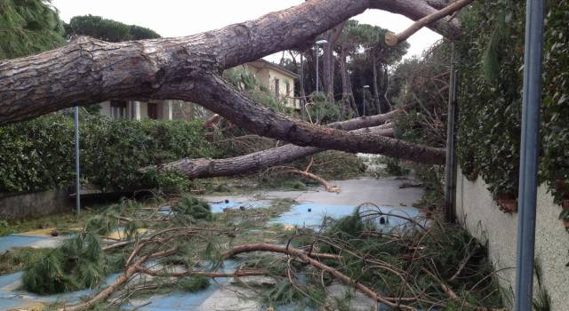 Si abbattono le piante danneggiate dal fortunale in via Canova