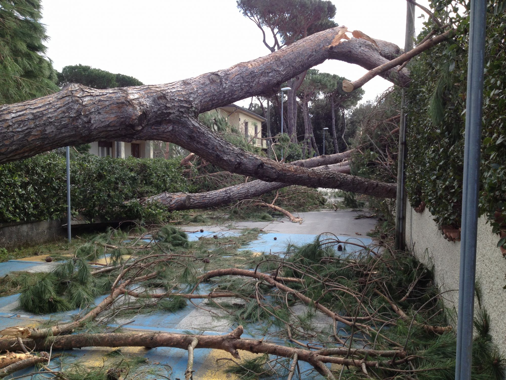 Si abbattono le piante danneggiate dal fortunale in via Canova