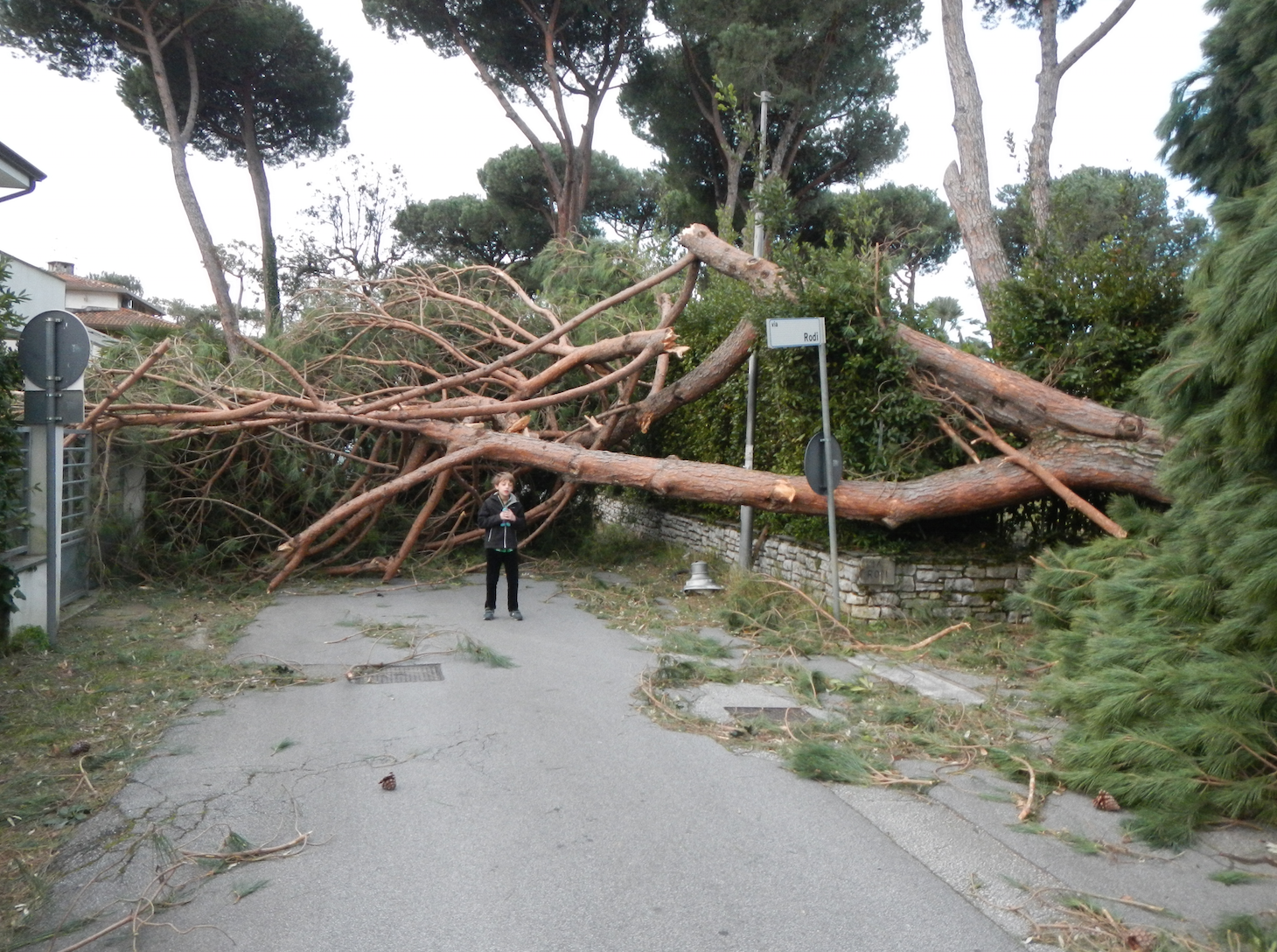 Marcucci e Mariani: “Facciamo una sottoscrizione per ripiantare i pini della Versilia”